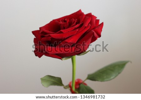 Red lonely rose with blooming petals and red ribbon.