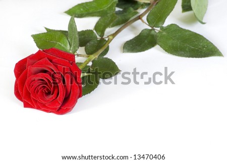  rose on white