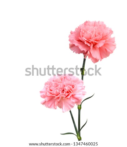 Pink carnations on white background 