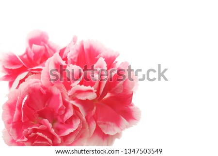 floral background of pink carnations