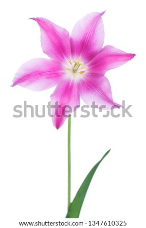 Bright spring tulip with purple petals isolated over white background