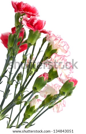 Bunch of fresh pink and white carnations isolated on white background.
