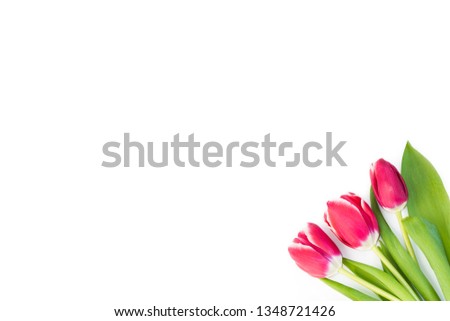spring flowers tulips isolated on white background. Holiday card