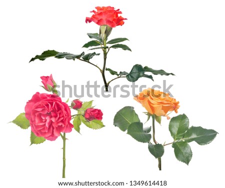 beautiful three color roses isolated on white background
