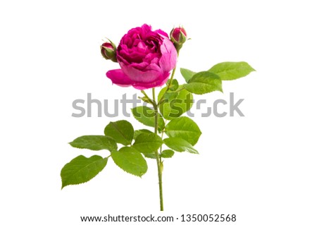 rose peony isolated on white background