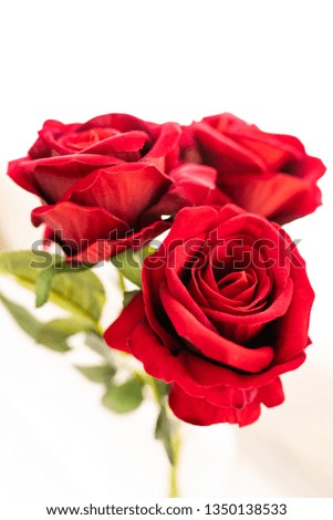 Close up of roses on white background