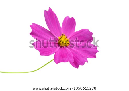 An isolated pink cosmos daisy branch