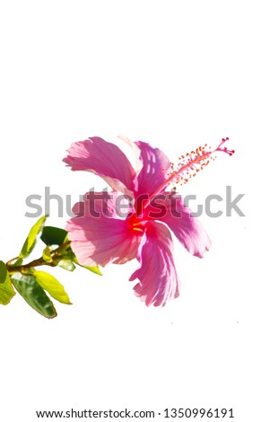 Pink Hibiscus flower is blooming isolated on white background.With clipping path.