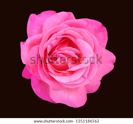                      Pink rose isolated on black background. Deep focus.          