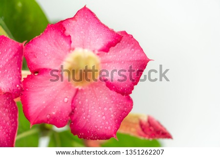 Beautiful Red Adenium Flower with Nice Background