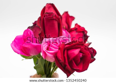 Beautiful Red and Pink Rose in Hand isolated on white background.Romantic Happy Valentines Day 
Greeting card, Wedding invitation, Women's day concept.Close up, top view, with copy space.