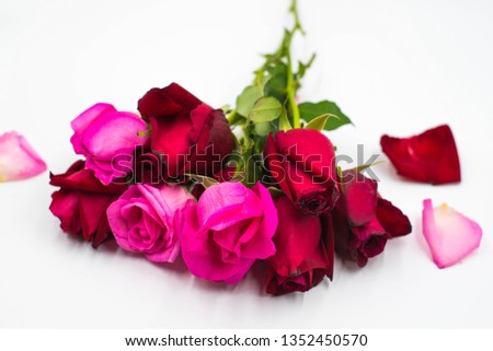 Beautiful Red and Pink Rose isolated on white background.Romantic Happy Valentines Day 
Greeting card, Wedding invitation, Women's day concept.Close up, top view, with copy space.