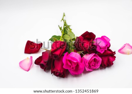 Beautiful Red and Pink Rose isolated on white background.Romantic Happy Valentines Day 
Greeting card, Wedding invitation, Women's day concept.Close up, top view, with copy space.