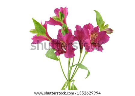 Alstroemeria bud with leaves isolated on white background