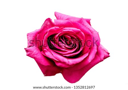 red rose on a white isolated background, beautiful flower with petals