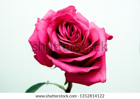 red rose on a white isolated background, beautiful flower with petals