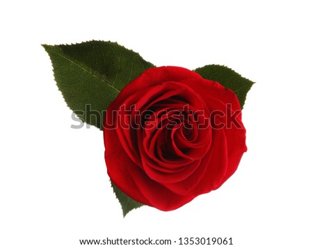 Beautiful red rose on white background, top view
