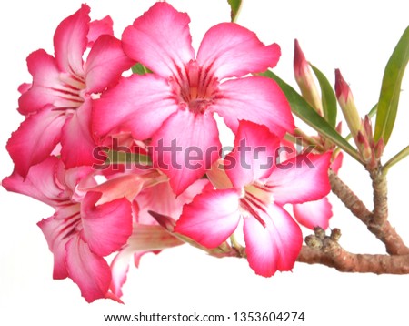 Adenium  : Azalea flowers are a colorful species of flowers. It is easy to grow. Resistant to extreme drought The Desert Rose. 