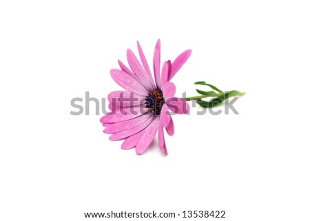 Beautiful pink daisy isolated on a white background