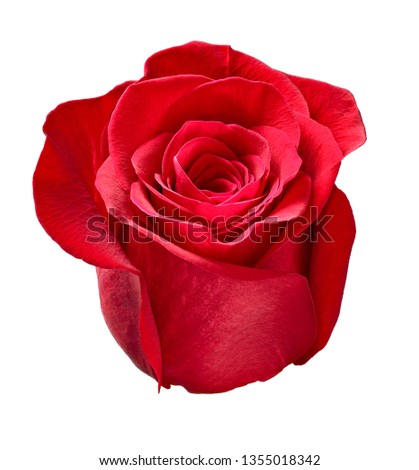 close up of roses on white background