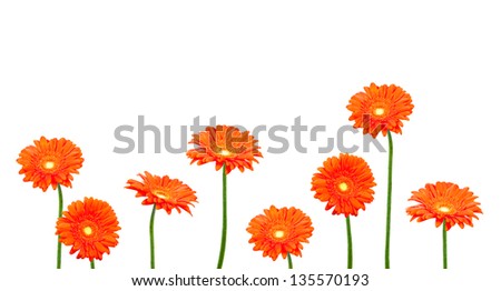 Red gerberas (african daisy) isolated on white