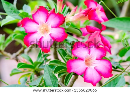 azalea flowers that are bright and beautiful
