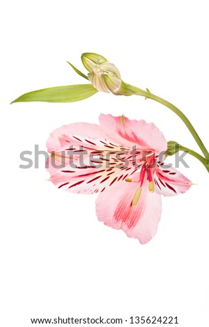 Alstroemeria pink flowers isolated on white