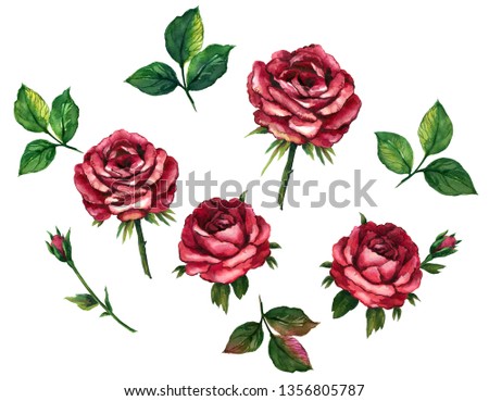 Bright watercolor floral rose set with  white background.
