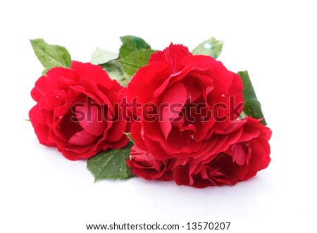 Beautiful red rose, isolated