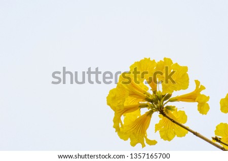 Close-up Golden Tree or Golden Trumpet-tree isolated on white background