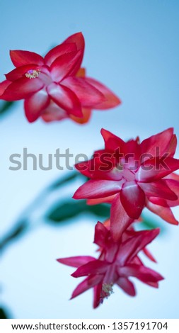 Macro Red Flower 