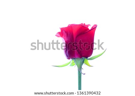 A red rose on a white background for a girl