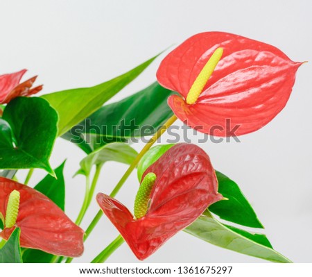 Three beautiful flower-Anthurium red on a background of green leaves