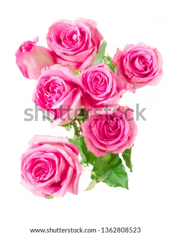 pink roses bunch isolated on white background 