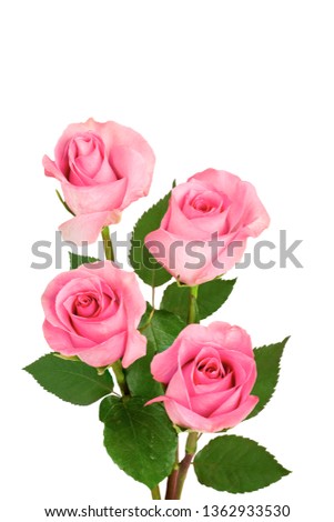 A bouquet of pink roses on a white background.