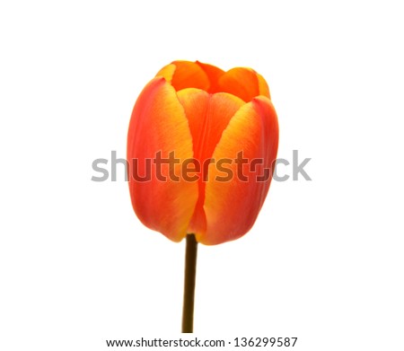 Beautiful tulip isolated on white background