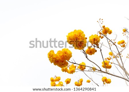 Silver trumpet tree, Beautiful yellow flower On white isolated background.