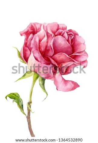 Watercolor rose. Flower on a white background.