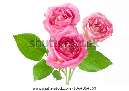 pink roses bunch isolated on white background 