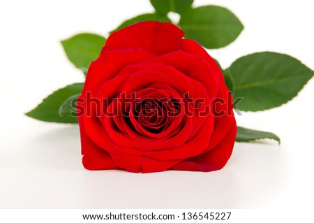 Macro beautiful flower is a rose