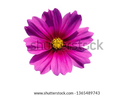 Sweet colorful bright of Pink Cosmos flower On white isolated background, to nature concept.