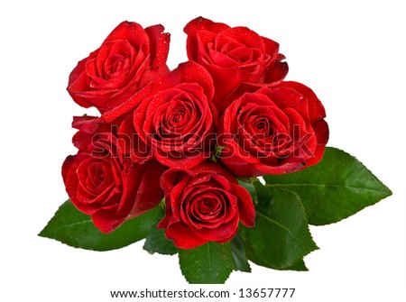 bouquet of red roses on white