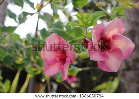 
The beauty of pink flowers reflects the sun in the evening, blurred background