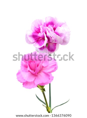 the long stem carnations gift