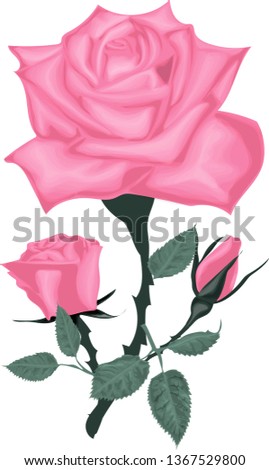 Pink rose on a white background vector. Beautiful bouquet with roses and leaves 