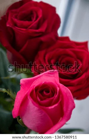 Bright red, orange, pink and white roses in the bouquet 
