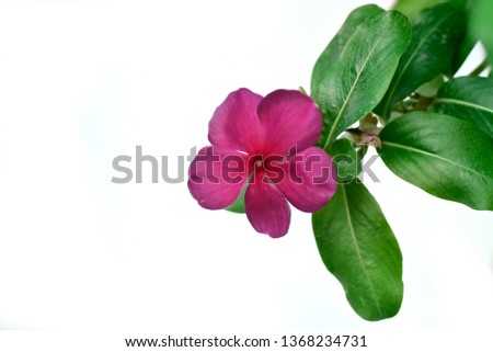 Catharanthus roseus, commonly known as the Madagascar periwinkle, rose periwinkle, or rosy periwinkle, is a species of flowering plant in the dogbane family Apocynaceae.