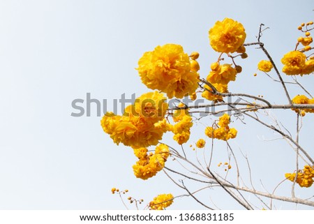Silver trumpet tree, Beautiful yellow flower On white background.