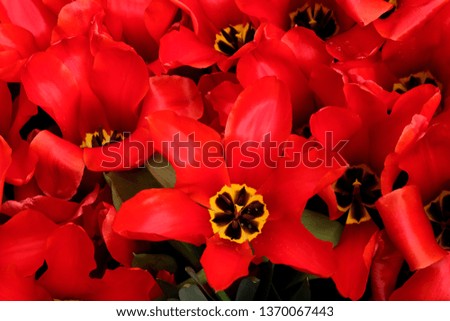 Beautiful Red Tulips, Darwin Hybrid Red Tulips in a flowerbed