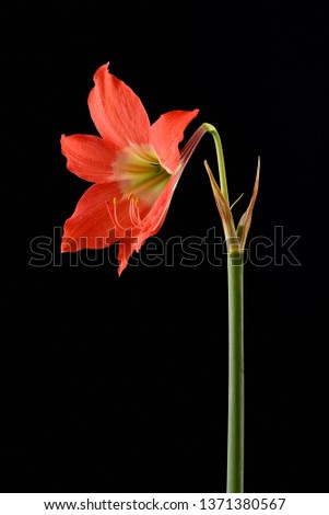 Amaryllis is pink occur naturally,  bloom on March, its bulbous plant has green leaves in two rows each a cluster of funnel-shaped, isolated black background, for decoration design element, copy space